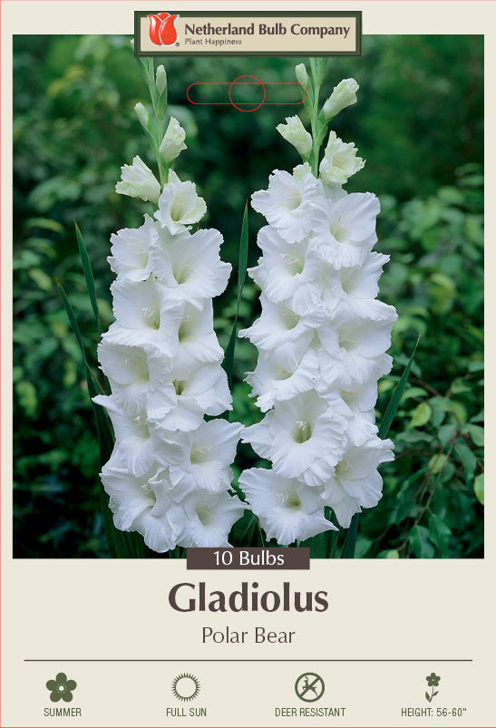 Netherland Bulb Company Gladiolus 'Polar Bear'