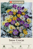 Netherland Bulb Company Specie Minimus Snow Crocus
