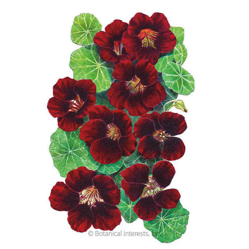 Botanical Interests Black Velvet Nasturtium Seeds