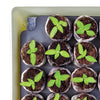 Jiffy Self-Watering Seed Starting Kit 34 Cell 36mm Peat Pellets