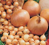 Netherland Bulb Onion Sets Stuttgarter