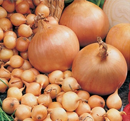 Netherland Bulb Onion Sets Stuttgarter