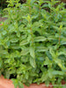 Renee's Garden Heirloom Spearmint