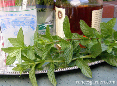 Renee's Garden Heirloom Spearmint