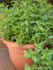Renee's Garden Heirloom Spearmint