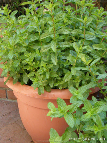 Renee's Garden Heirloom Spearmint
