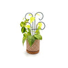 Bosmere Houseplant Trellis- 24 Scroll Pot Trellis