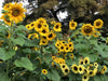 Renee’s Garden Scatter Gardens Heirloom Summer Garden Dancing, Joyous Sunflowers