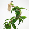 Mossify The Original Bendable Coir Pole™