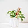 Treleaf Celebration Stake - Writable stake for plant gift