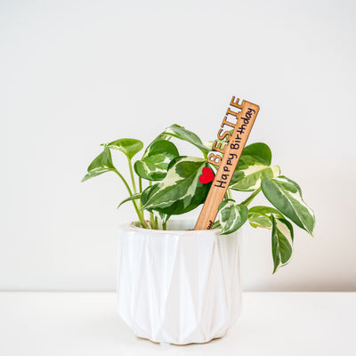 Treleaf Celebration Stake - Writable stake for plant gift