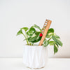 Treleaf Celebration Stake - Writable stake for plant gift
