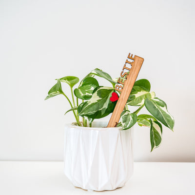 Treleaf Celebration Stake - Writable stake for plant gift