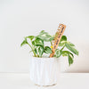 Treleaf Celebration Stake - Writable stake for plant gift