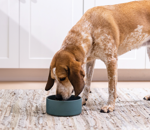 Open Farm Turkey & Salmon Hearty Stew Wet Dog Food