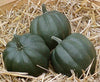 Seedway Table Queen Squash (Treated Seed)