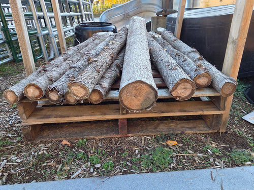 Sharpened Cedar Fence Post 6'