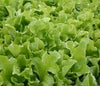 Seedway Salad Bowl Green Lettuce (Not Treated)