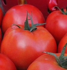 Seedway Burpee Big Boy Tomato (Treated Seed)