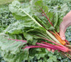 Seedway Bright Lights Swiss Chard (Not Treated)