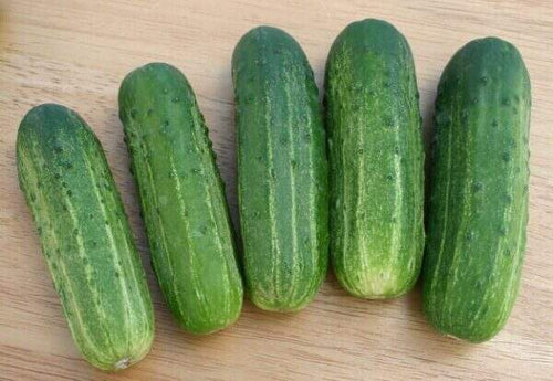 Seedway Wisc Smr 58 Cucumber (Treated Seed)