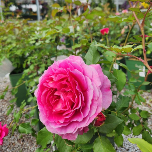 Greenhouses Concord, NH Hooksett, NH Belmont, NH Osborne's Farm