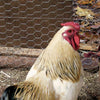 Deacero Poultry Netting Galvanized (2 Mesh x 48 H x 150' L - 6325)