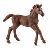 English Thoroughbred Foal