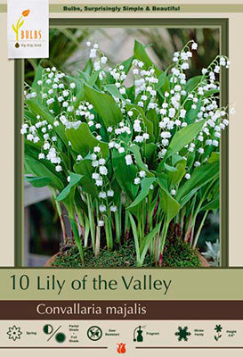 Lily of the Valley, Holland Bulb Farms