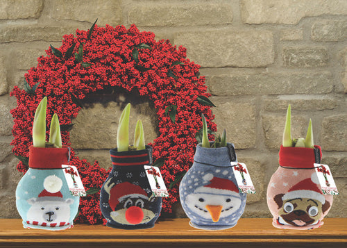 Hirt's Gardens Snowman Sweater Wax Amaryllis Bulb - Blooms Without Soil/Water